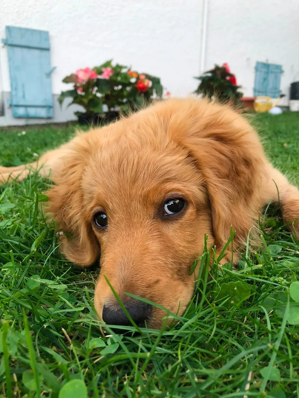 Hund blickt entspannt in die Kamera