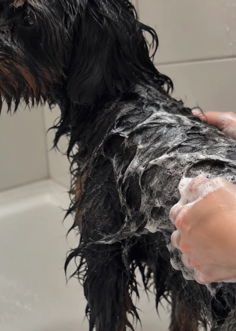 Hund wird sanft gepflegt