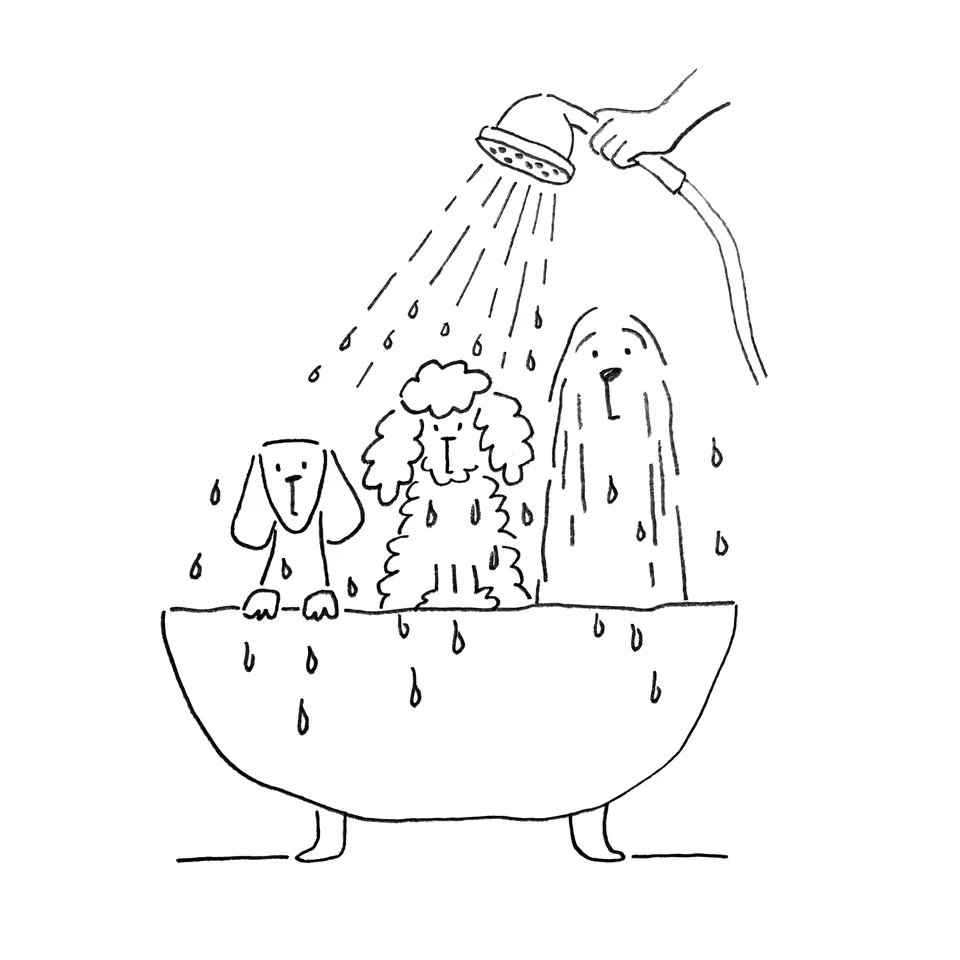 Illustration eines Hundes beim Ausspülen