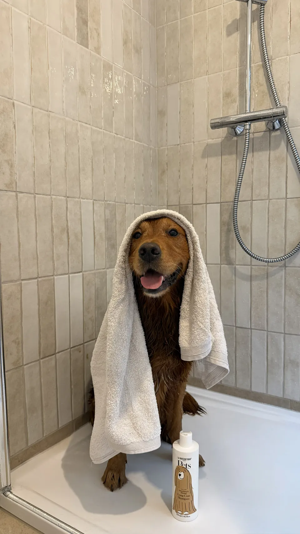 Hunde sitzt in Handtuch eingewickelt in der Dusche