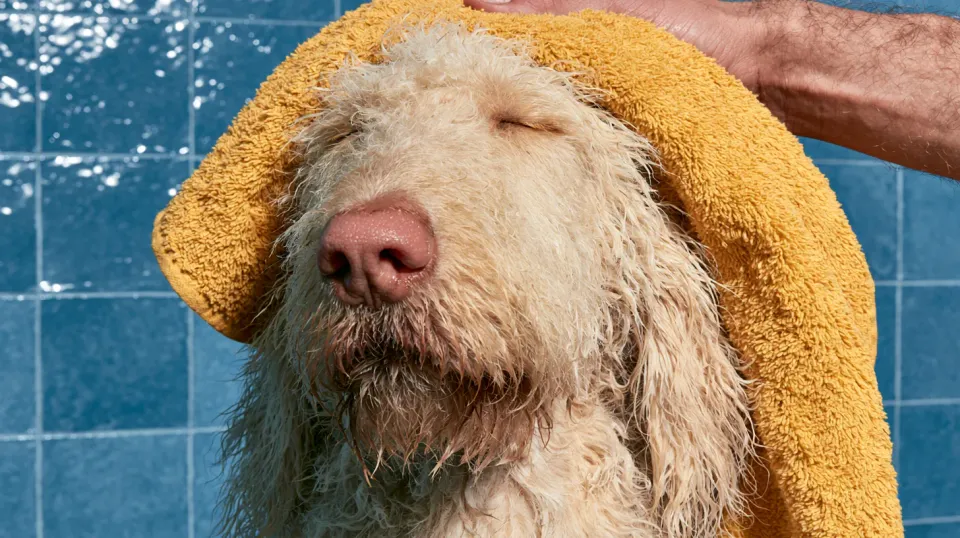 Nasser lockiger Hund in der Badewanne