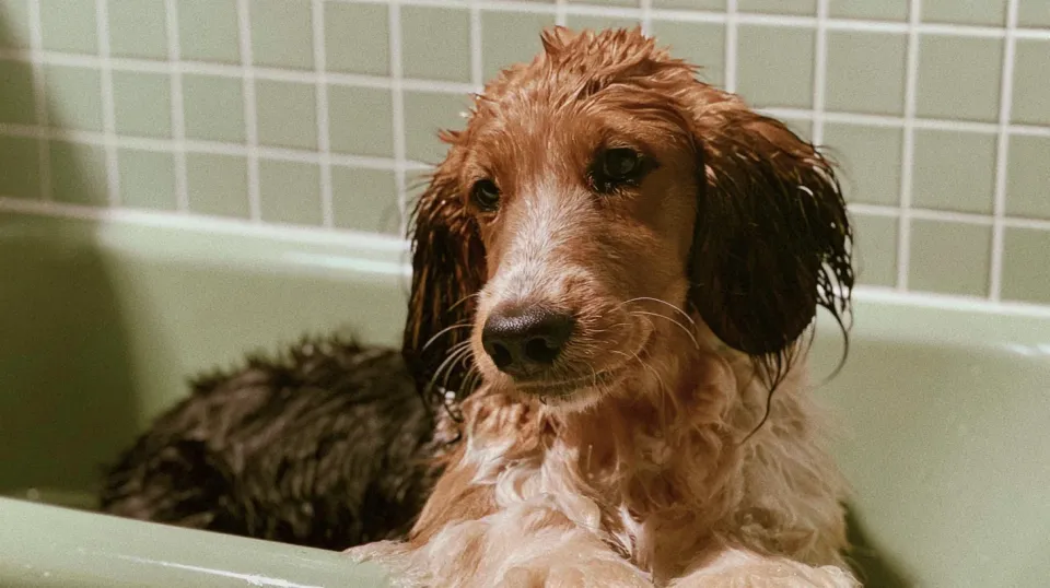 Nasser langhaariger Hund in der Badewanne